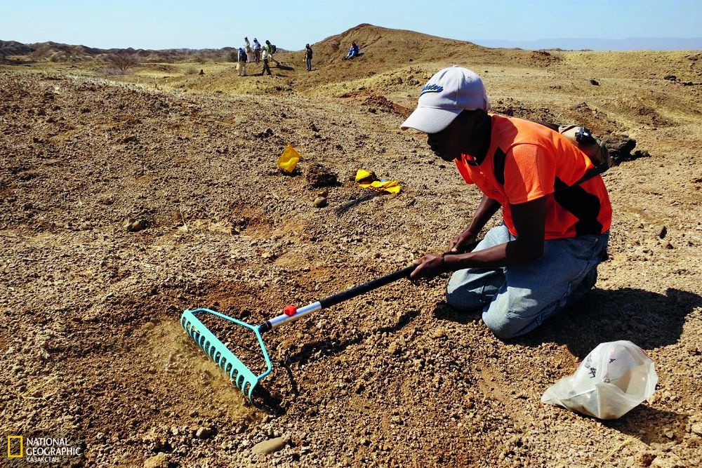 Антрополог Канро Кайранто арғы аталарымыздың сүйектері мен құрал-саймандарын іздеп жатыр. Херто-Бури маңы. Бұл Пол Салопектің әлемдік саяхатын бастаған жері. Пол Салопек суреті. Аурта түйенің әбден шаршаған сәті. Ол басын сипалату үшін төмен түсірді.