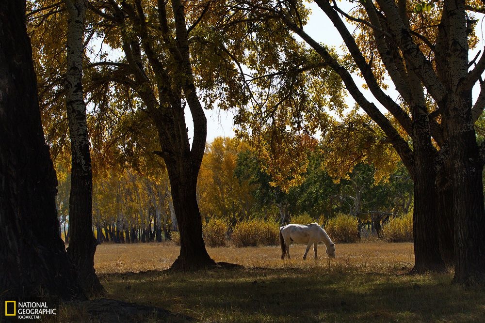 Күзгі Ертістің жағасында.