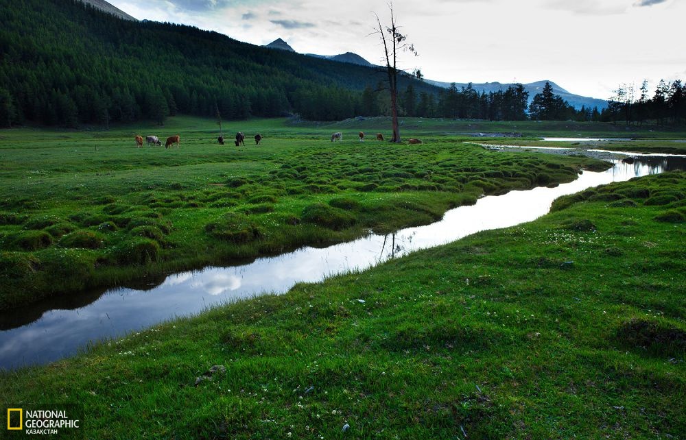Алтай қаласының Темірбақан жайлауы.