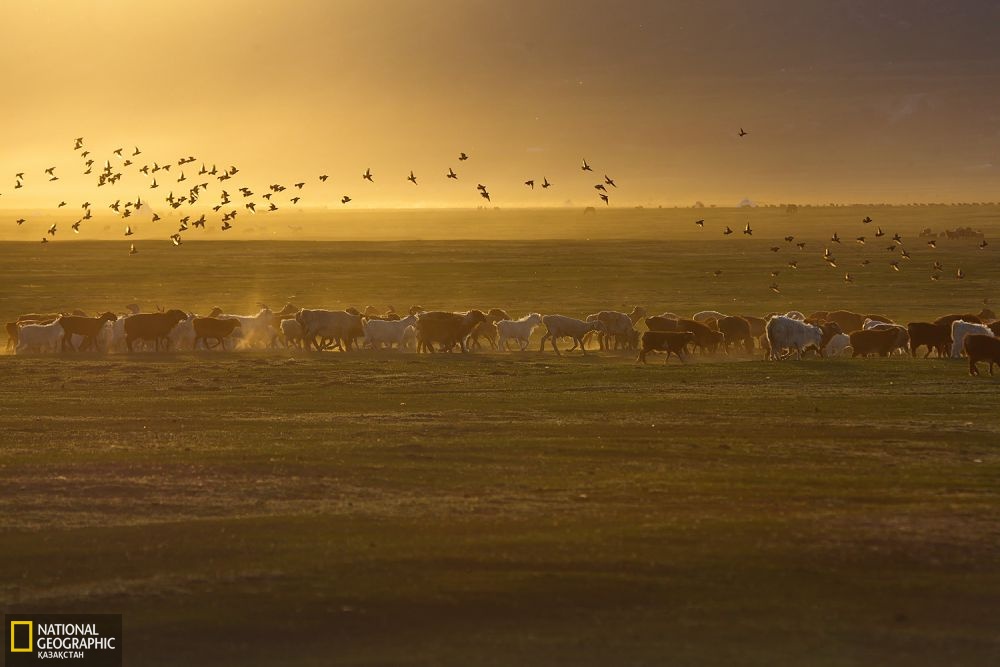 Буыршын ауданының Қалтон жайлауы.
