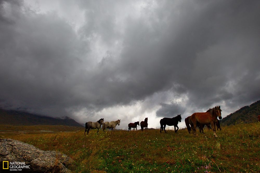 Буыршын ауданының Қаракүңгейті жайлауы.