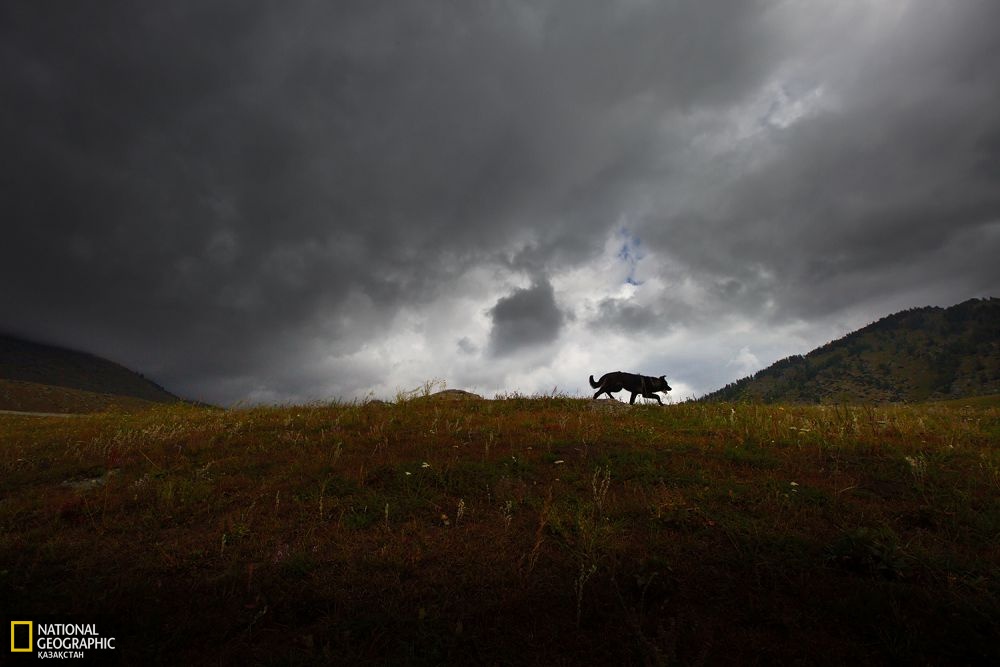 Қаракүңгейті жайлауында ел көшкенде жұртта қалған малшы иті.
