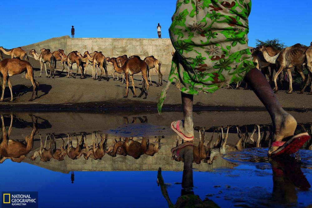 Шөлейт бар жерде түйе бағушылар да бар. Дегенмен, барған сайын көшіп-қонып жүретін жер тарылып барады. Жақын арада шөл дала құрғақ қант плантациясына айналмақ. Бұған Эфиопиядағы Аваш өзенінің арнасын бұрған жаңа дамба себеп болмақ.