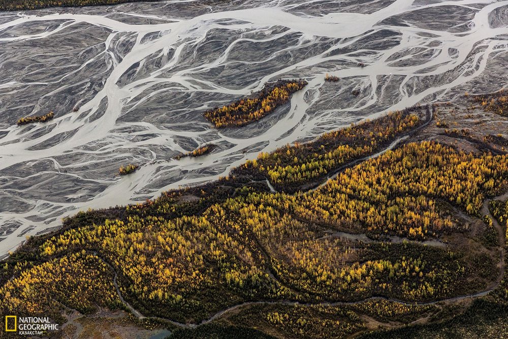 Кең арнасында өрім-өрім болып жайылатын Мак-Кинли өзені құрлықтың ең биік тауынан еріген суды ағызып барады.