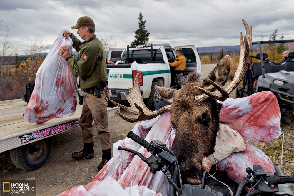 Денали рейнджерлері белгіленген шекарадан бір шақырымдай ішкері еніп, саябақтың аумағында бұлан атып алған екі браконьерді ұстады. Олардан жануардың тушасы тәркіленді.