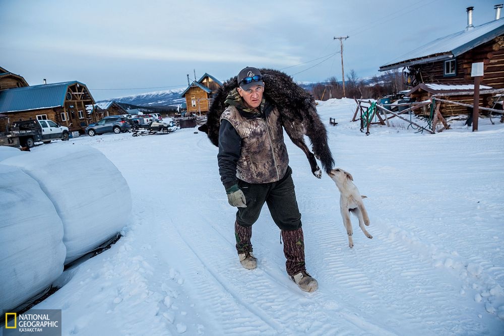 Өзі аңшы, өзі гид Коук Уоллес саябақтың сыртынан атып алған қасқырын алып барады. Штаттың аңшылық мекемелері 2010 жылы Деналидің айналасындағы атуға тыйым салынған буферлік аймақтағы шектеуді алып тастады.