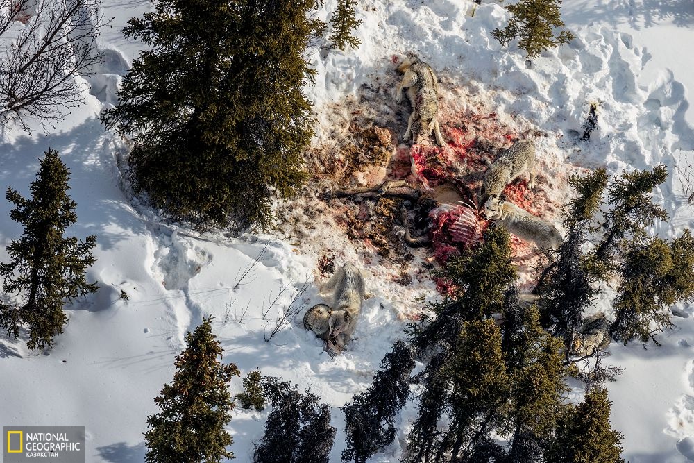 Қасқырлар әдетте жемтігінің маңайын паналайды. Міне, мына бұлан олардың бірнеше күндік азығына айналуы да ықтимал. Саябақтың шекарасынан сыртқа шығып кеткендері аңшы оғы немесе қақпанынан мерт болмақ.